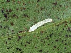 Phyllonorycter robiniella_гусеница дорсально